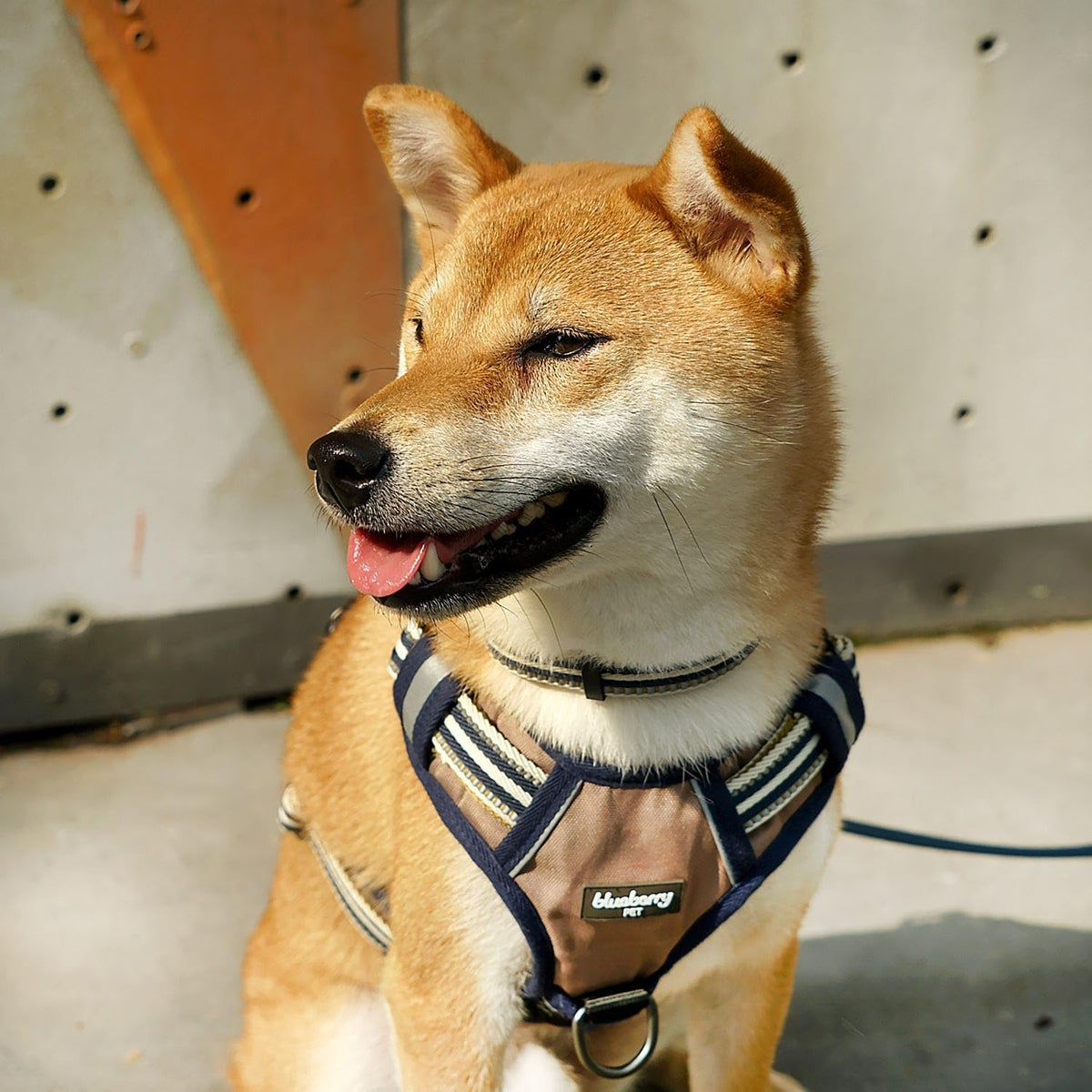 Blueberry Pet Animal Harness in Large, Olive and Blue-gray