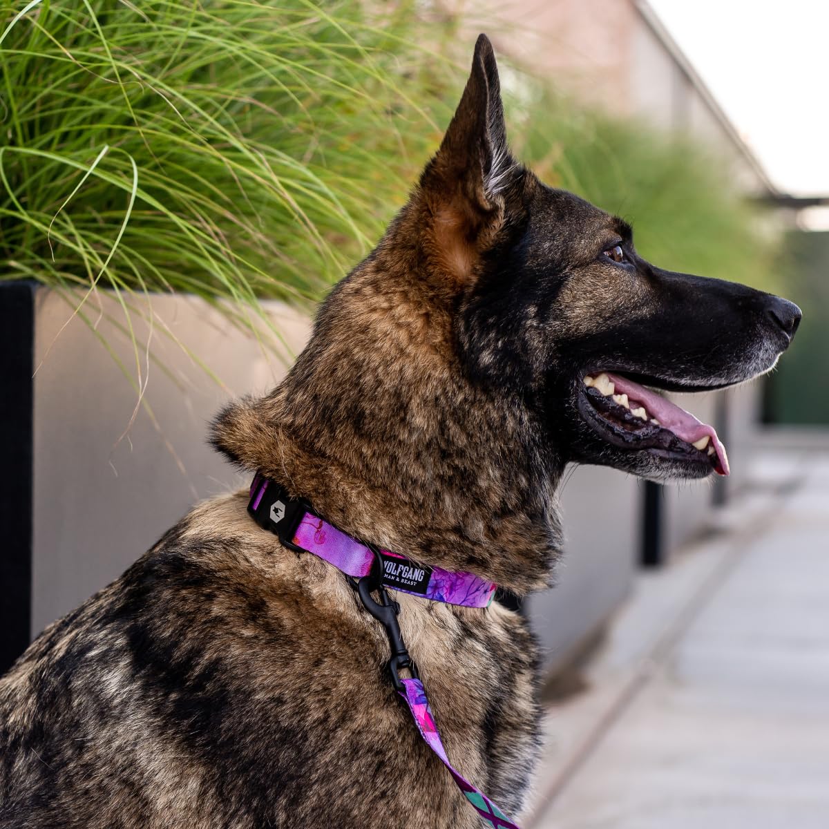 Wolfgang Man & Beast Animal Collar in Small (5/8 Inch x 8-12 Inch), DayDream Print
