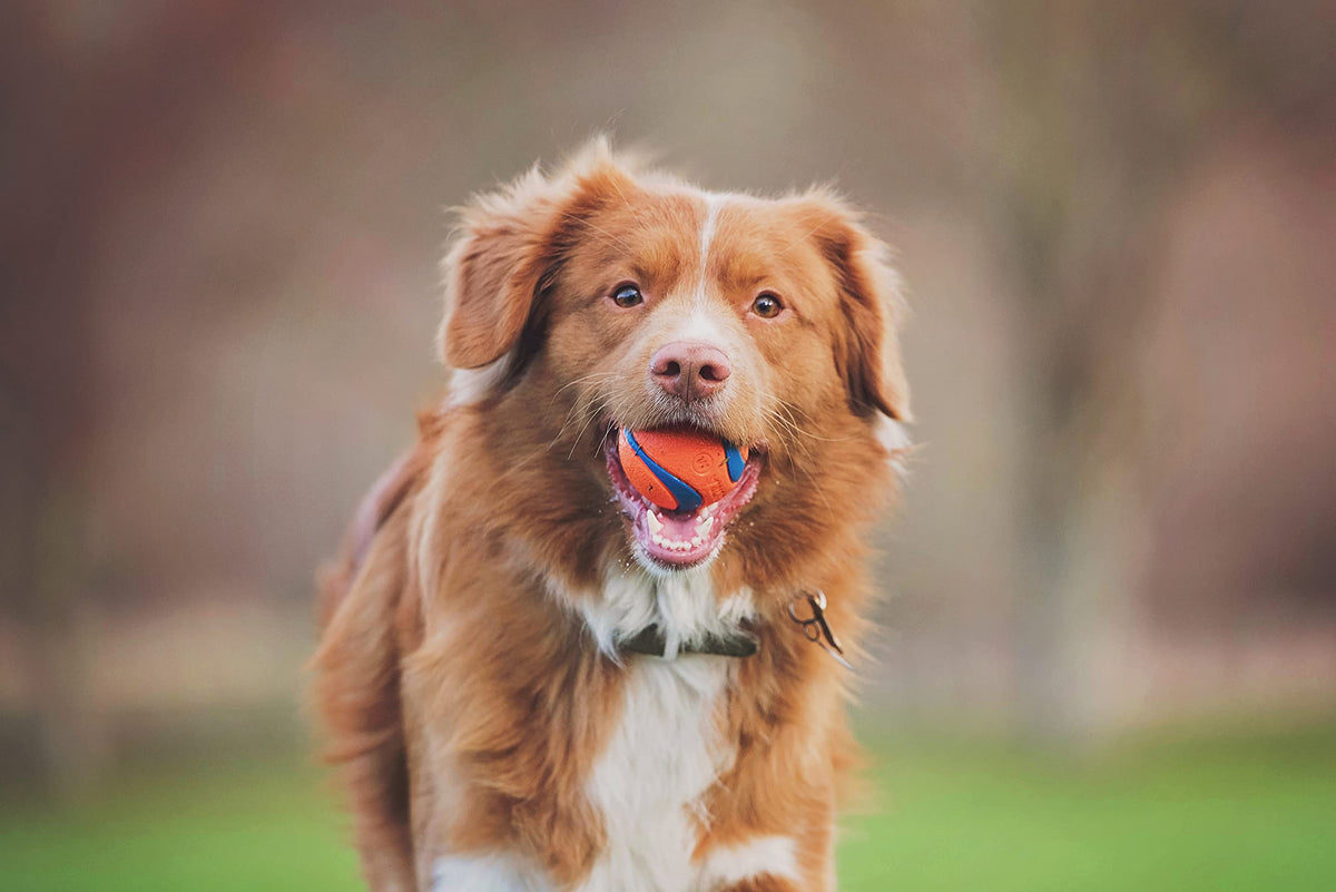 Chuckit! Pet Toy in Medium, Ultra