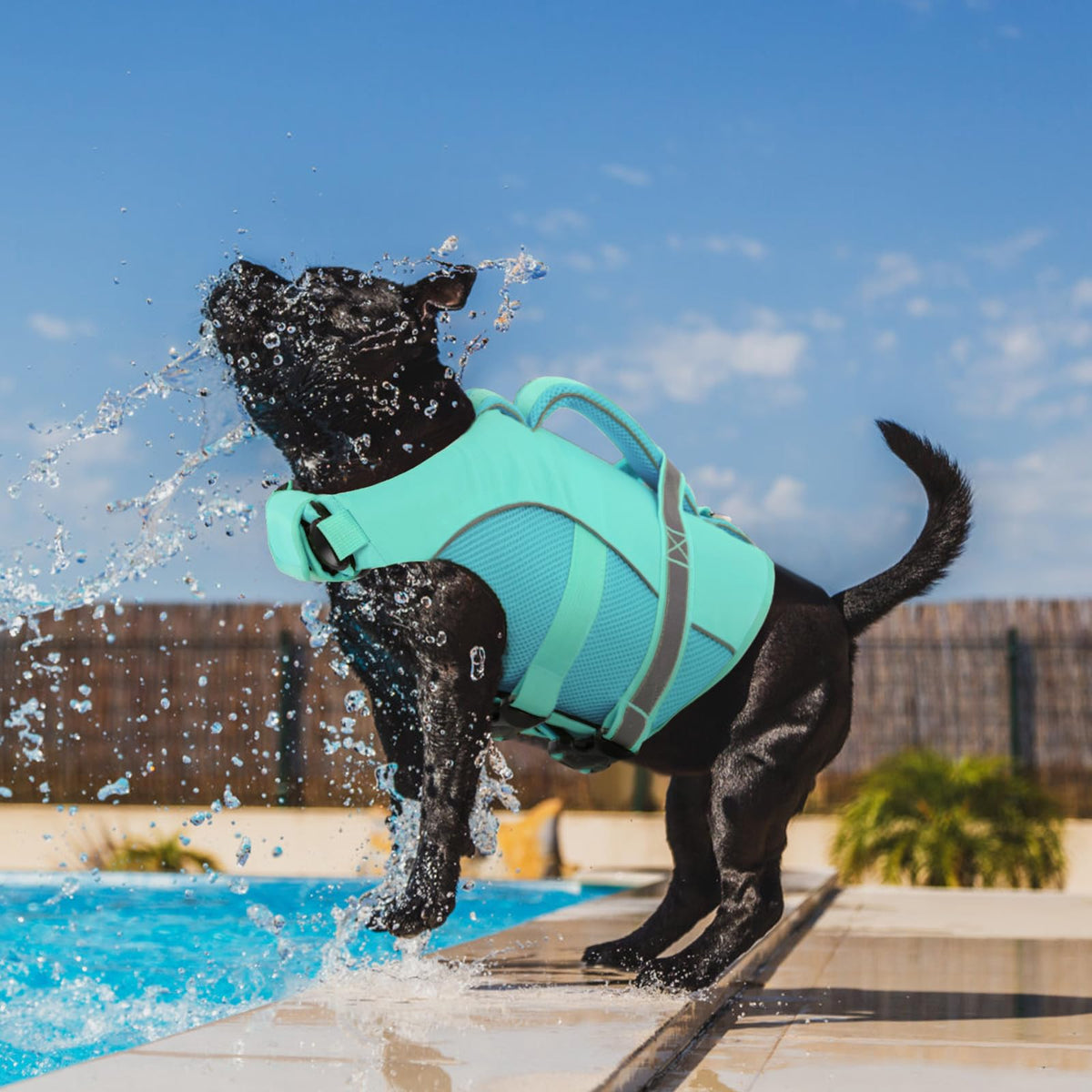 Queenmore Pet Apparel in X-Small, LightBlue