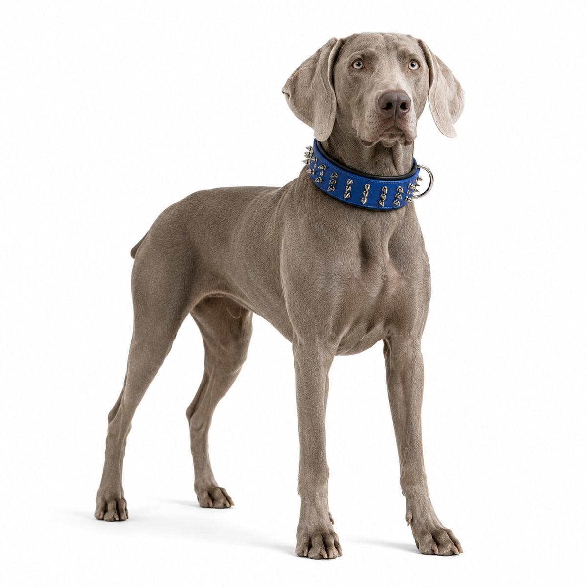 Molteriqo Animal Collar in XL-neck 49-57cm, Blue