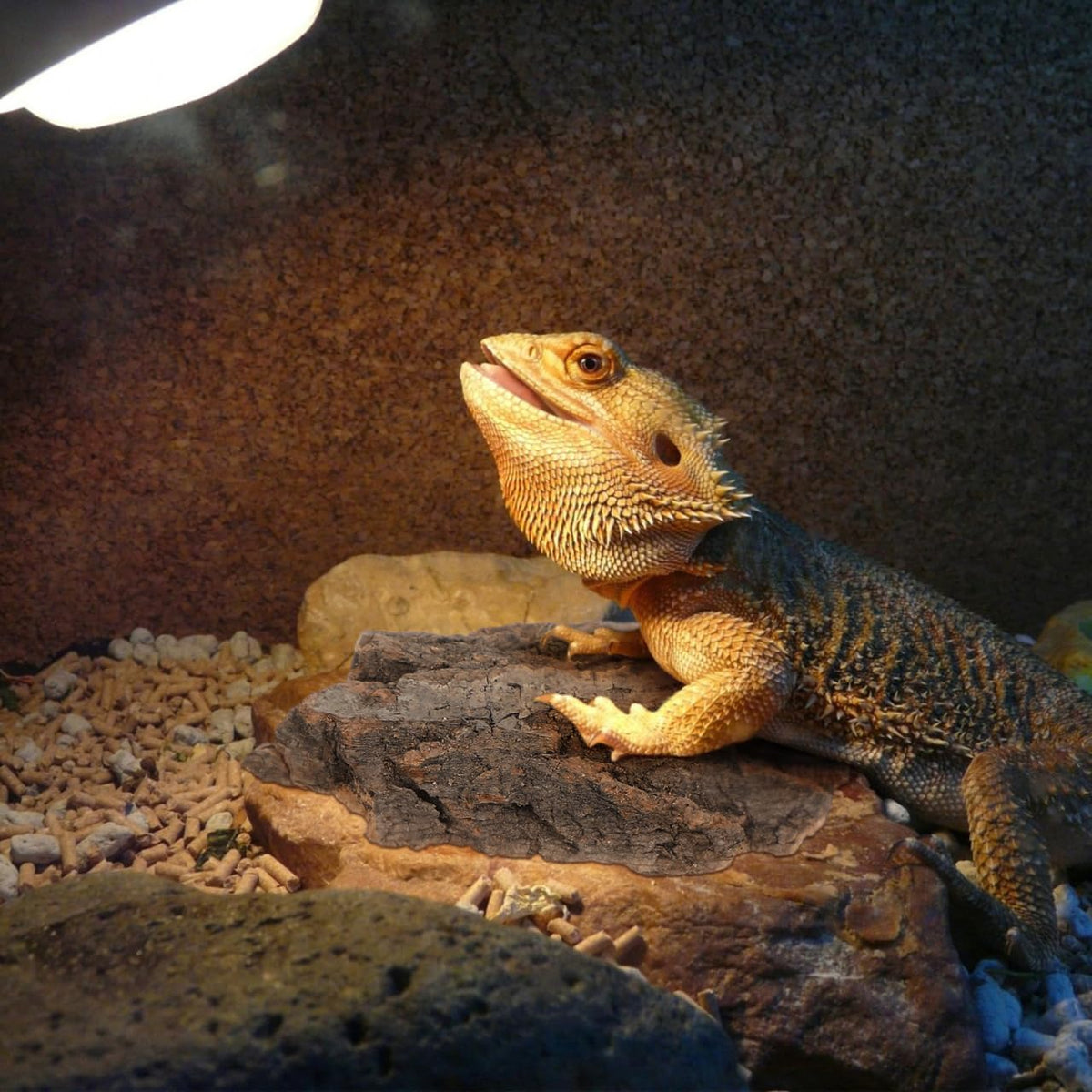 BESPORTBLE Pet Supplies