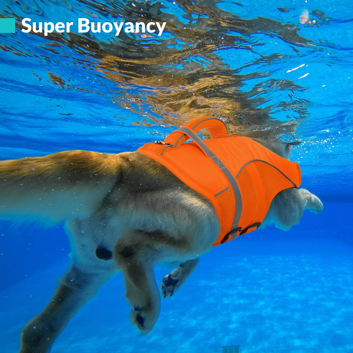Queenmore Pet Apparel in X-Small, Orange