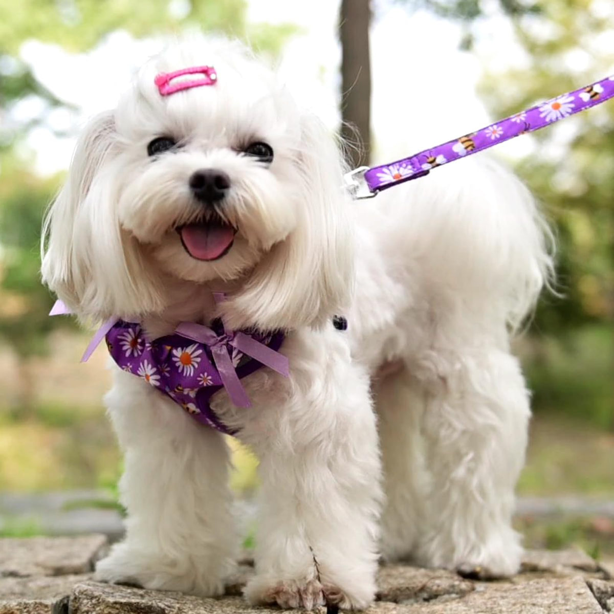 PUPTECK Animal Harness in XS (9-13lbs, Chest 14"-16"), #2 Purple(Daisy Print)