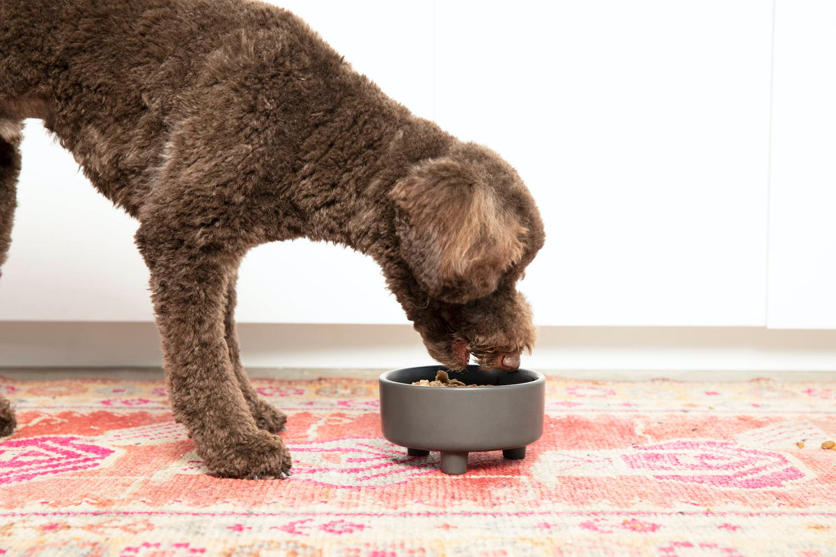 Waggo Pet Feeder in Small, Black