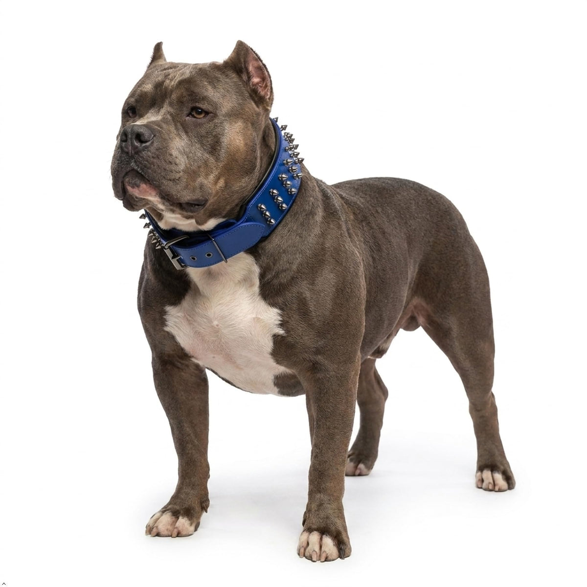Molteriqo Animal Collar in 2XL-neck 57-65cm, Blue