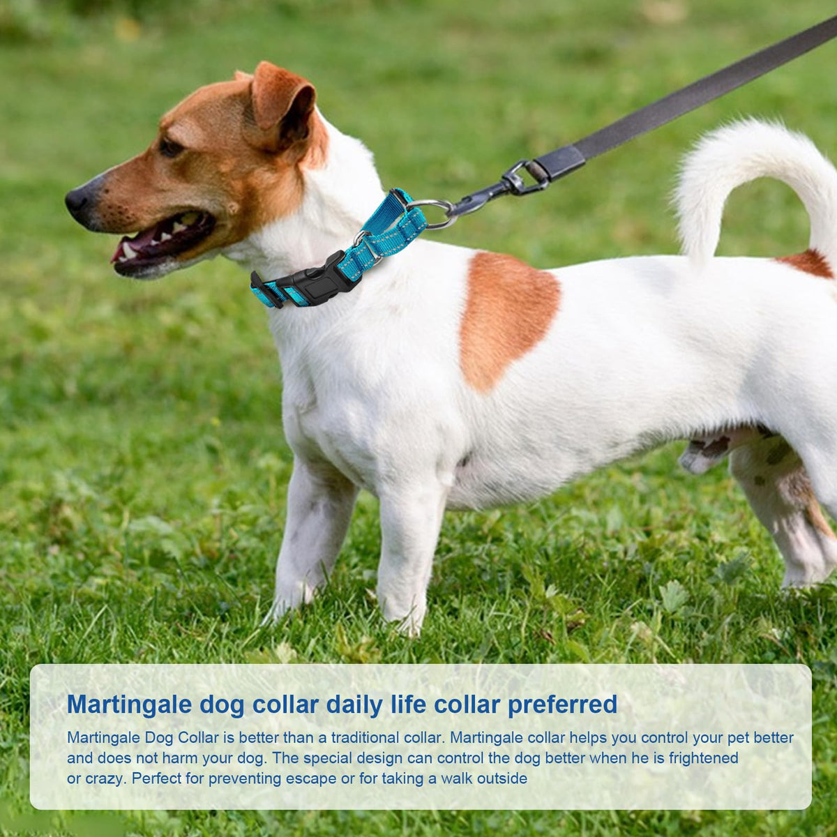 GDLKPS Animal Collar in XS:3/4" Wide for 11.5"-13.5" Neck, Azure Blue