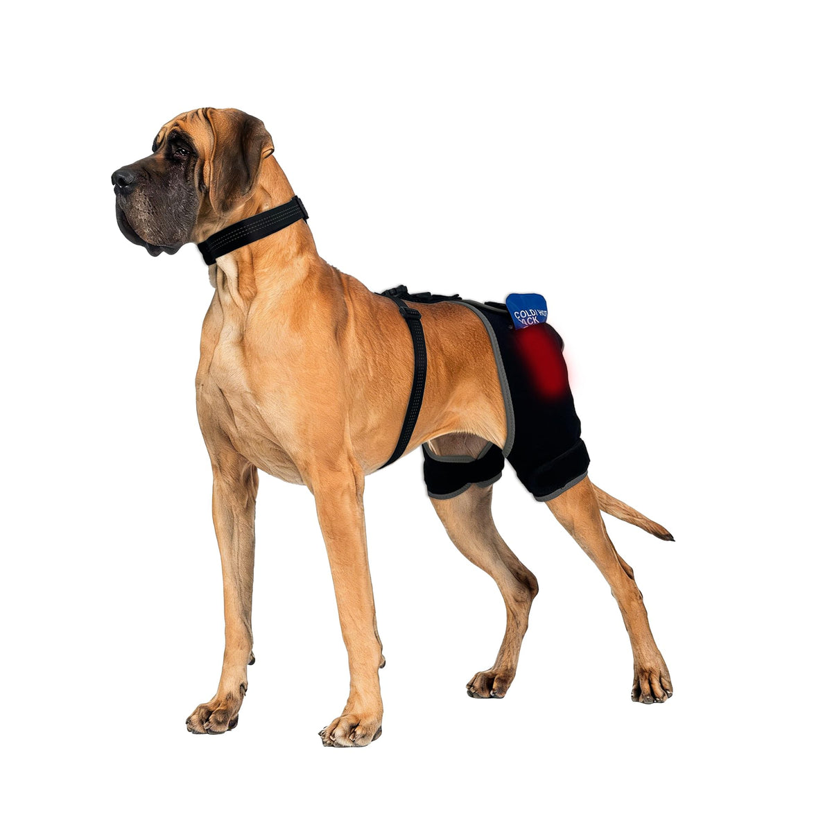 LISPOO Pet Supplies in M, Black