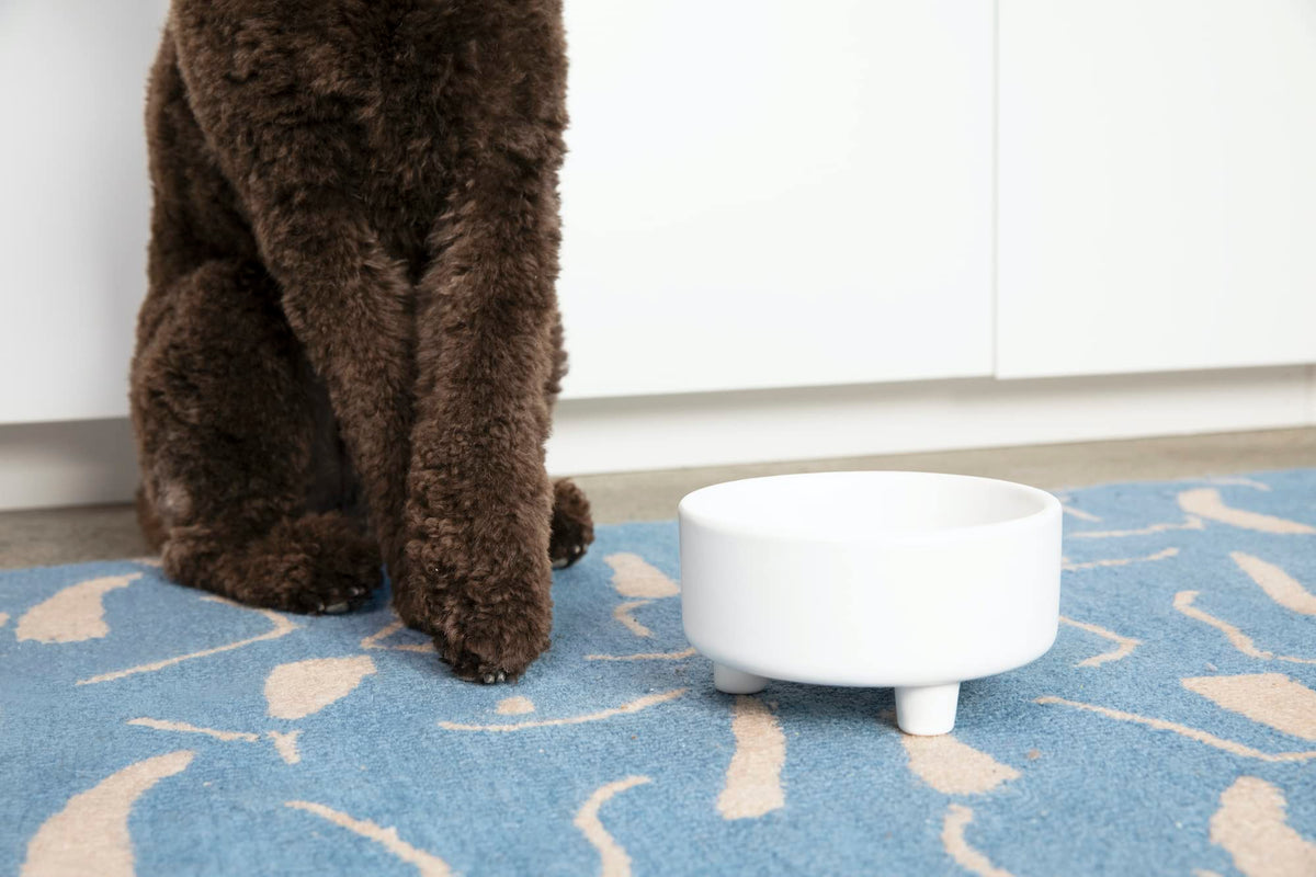 Waggo Pet Feeder in Small, Black
