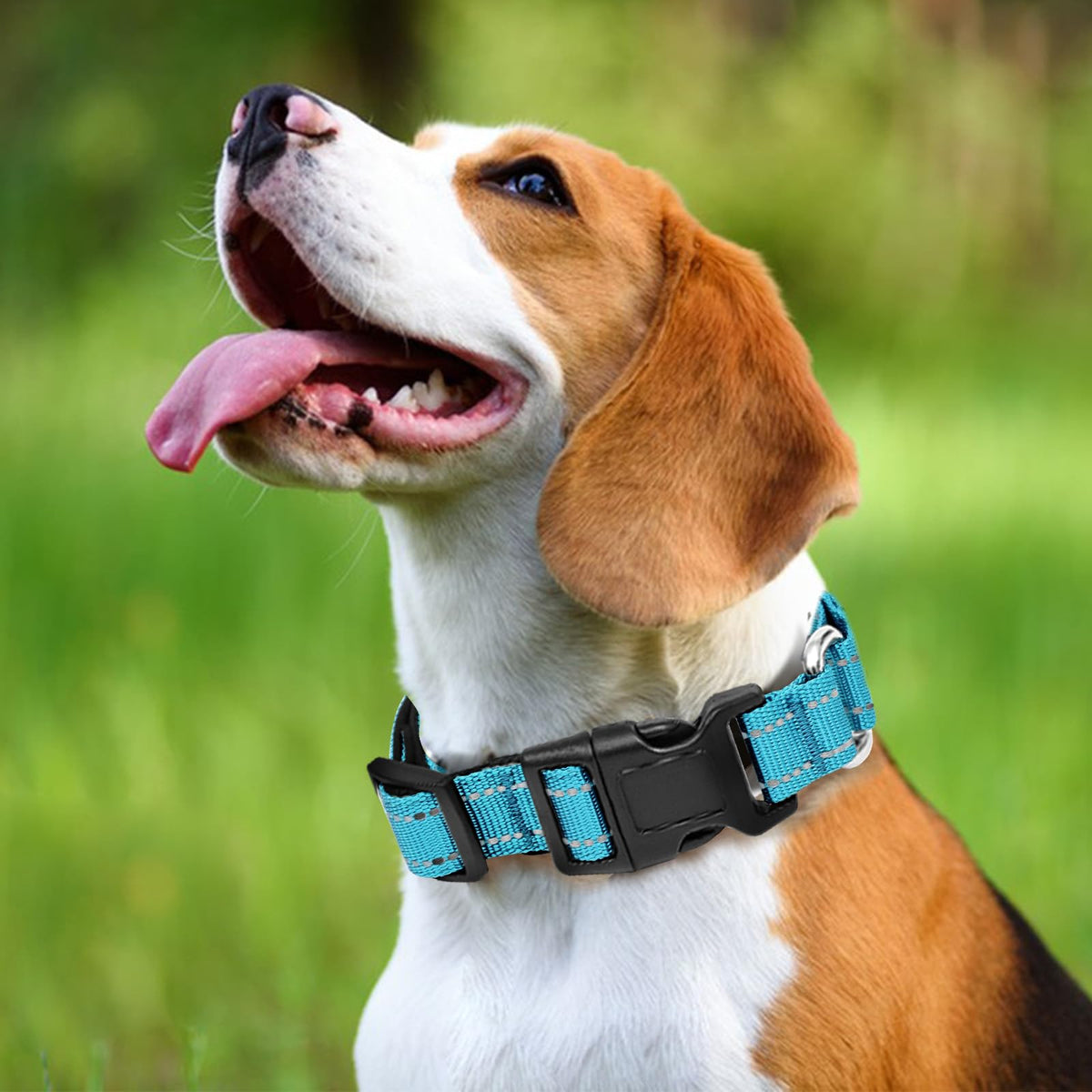 GDLKPS Animal Collar in XS:3/4" Wide for 11.5"-13.5" Neck, Azure Blue