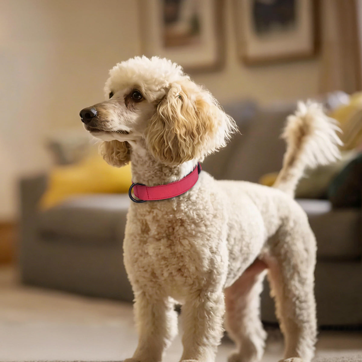 Didog Animal Collar in M: Fit Neck 11-14"(10-20 lbs), Red