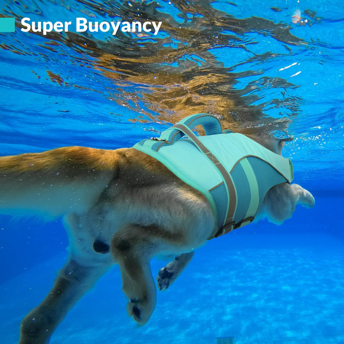 Queenmore Pet Apparel in X-Small, LightBlue