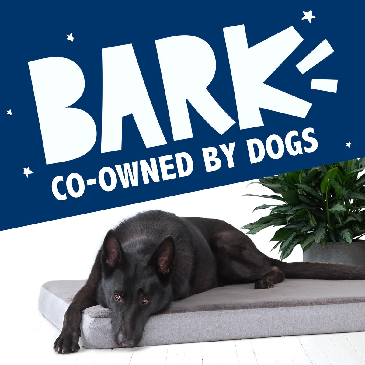 BarkBox Pet Bed Mat in XX-Large, Grey