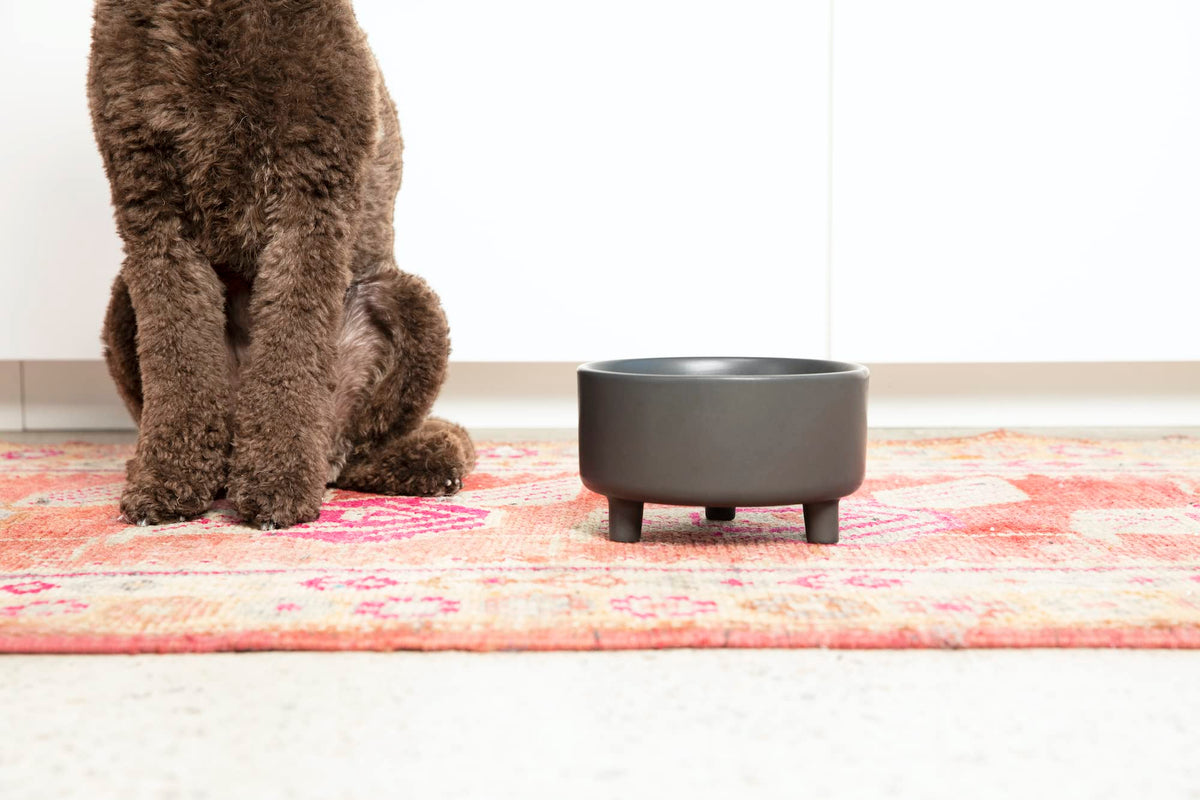 Waggo Pet Feeder in Small, Black