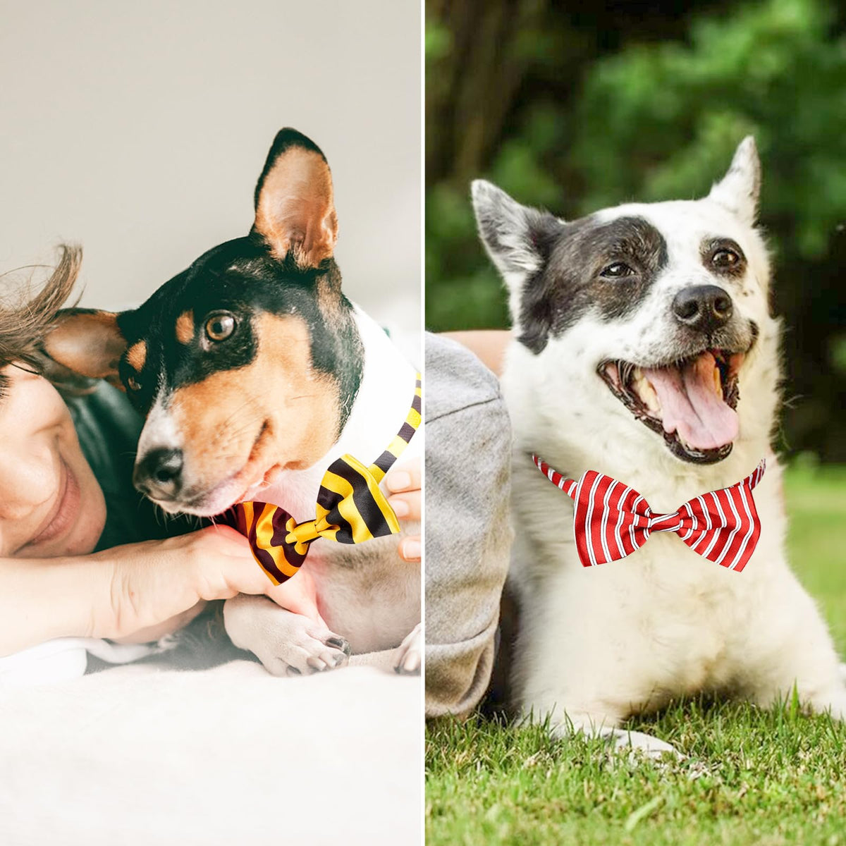 Segarty Pet Apparel in 40PCS, 40pcs-vivid