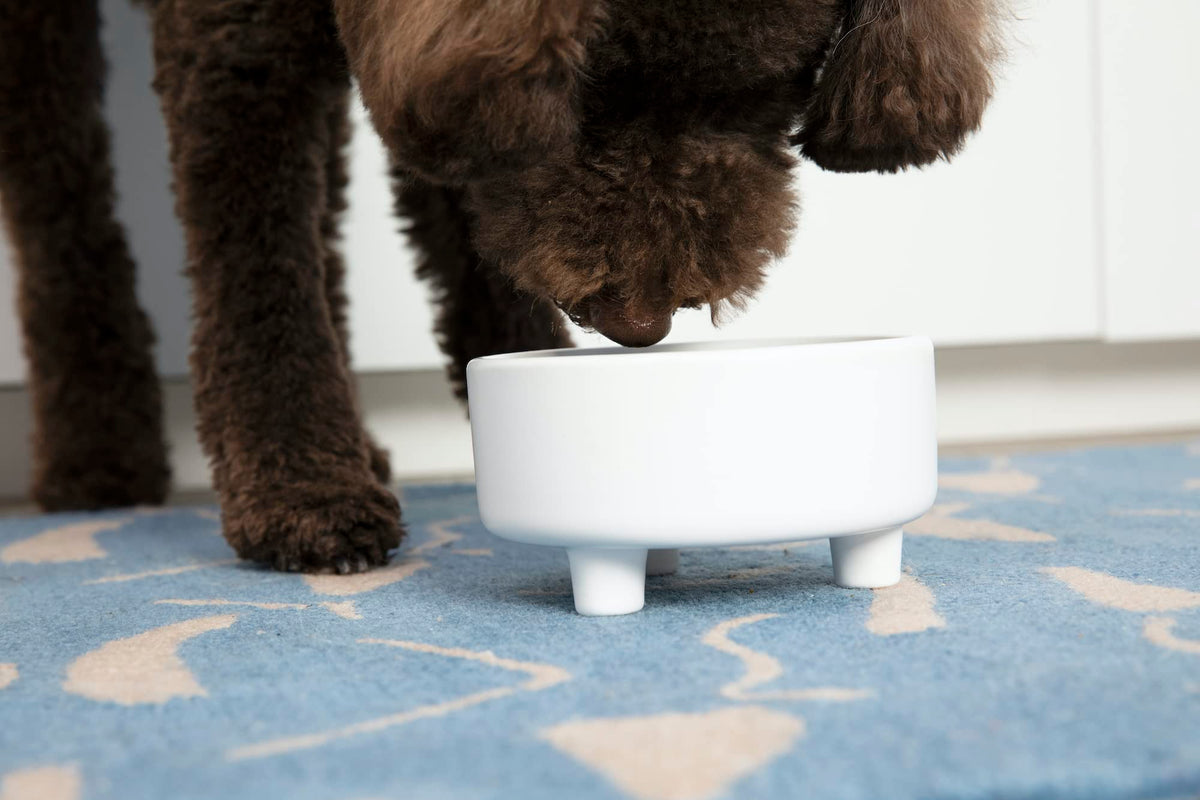 Waggo Pet Feeder in Small, Black