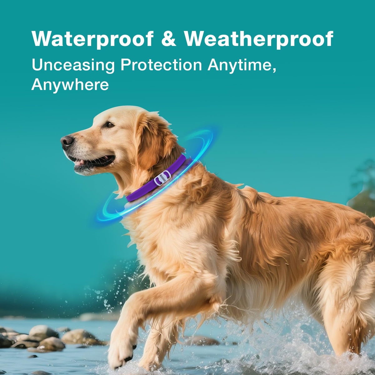 ZingZap Pet Pest Control in Purple