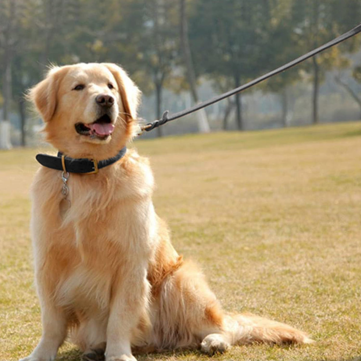 Guiding Star Leash in X-Small, Black