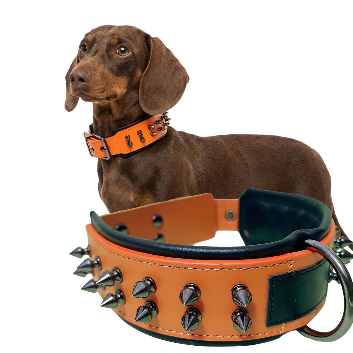Molteriqo Animal Collar in M-neck 33-41cm, Orange