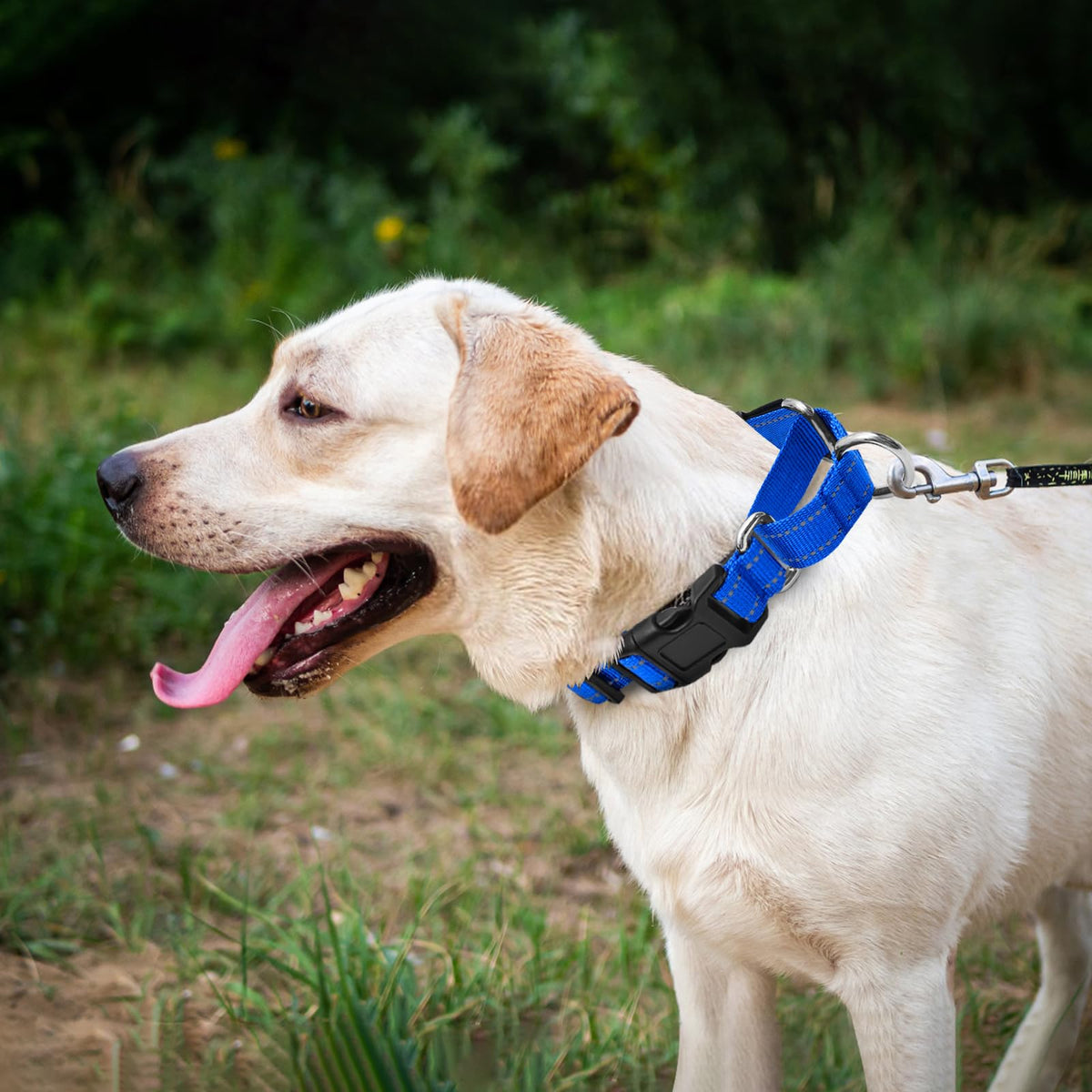 GDLKPS Animal Collar in S:1" Wide for 12.5"-15.5" Neck, Blue