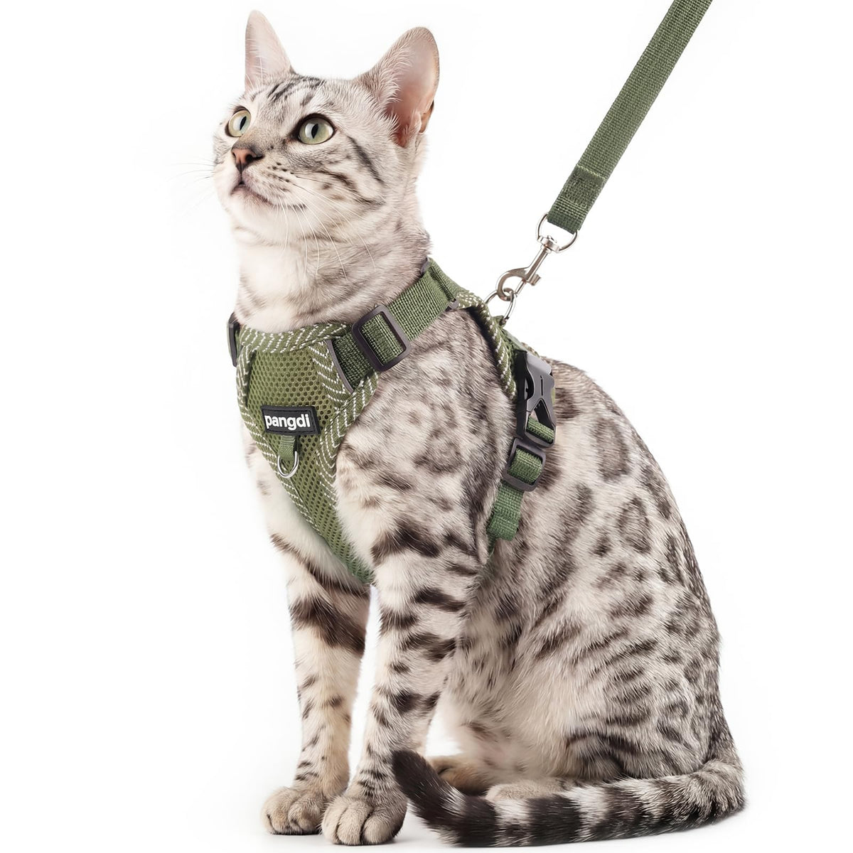 pangdi Pet Supplies in Small, Dark Green