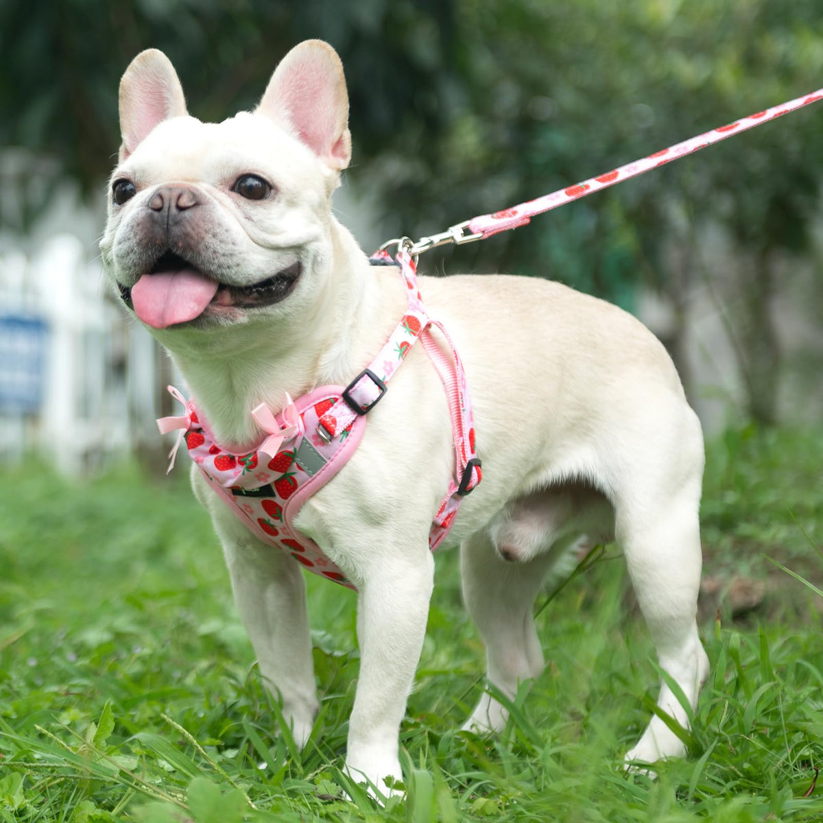 PUPTECK Animal Harness in M (17-25lbs, Chest 17"-21"), #2 Pink(Strawberry Print)