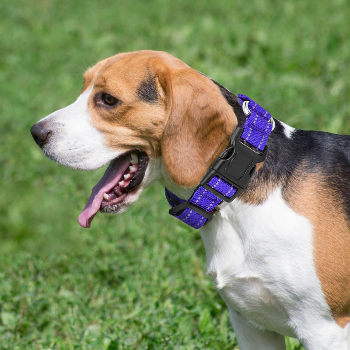 GDLKPS Animal Collar in XS:3/4" Wide for 11.5"-13.5" Neck, Purple