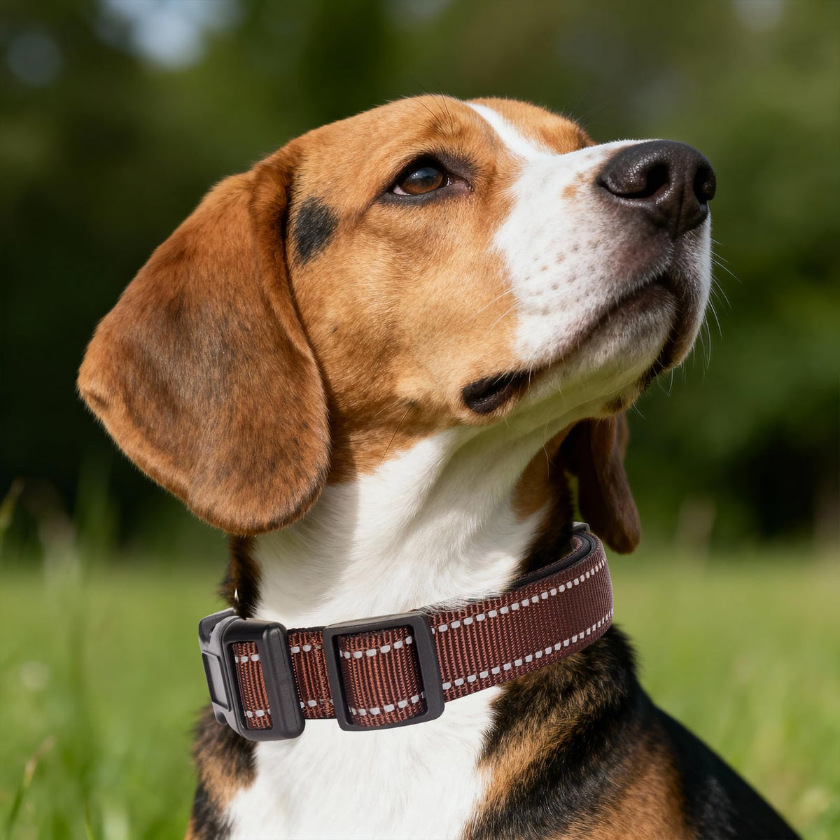GDLKPS Animal Collar in XS:3/4" Wide for 11.5"-13.5" Neck, Coffee
