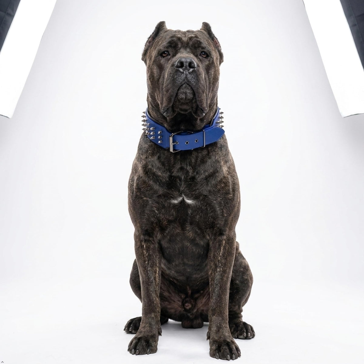 Molteriqo Animal Collar in 2XL-neck 57-65cm, Blue