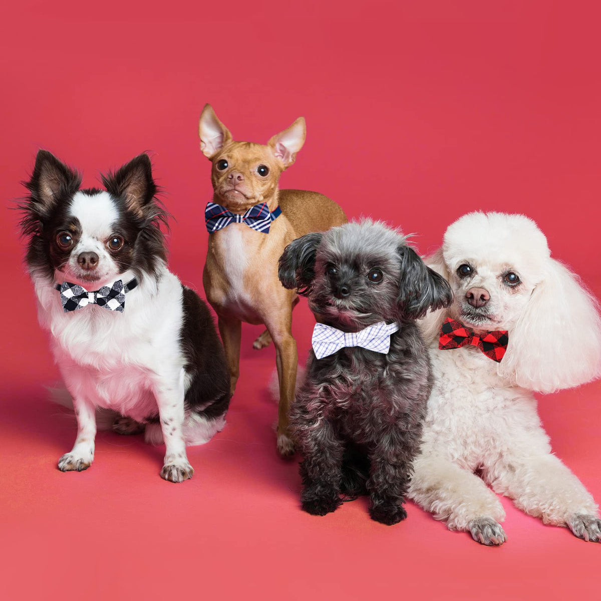 Segarty Pet Apparel in 11 - 18.5 inches, 10pcs-multicolored