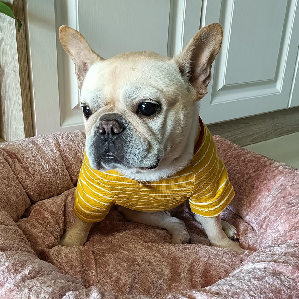 Wiz BBQT Pet Apparel in Pet 3XL - Chest 22.8", Yellow