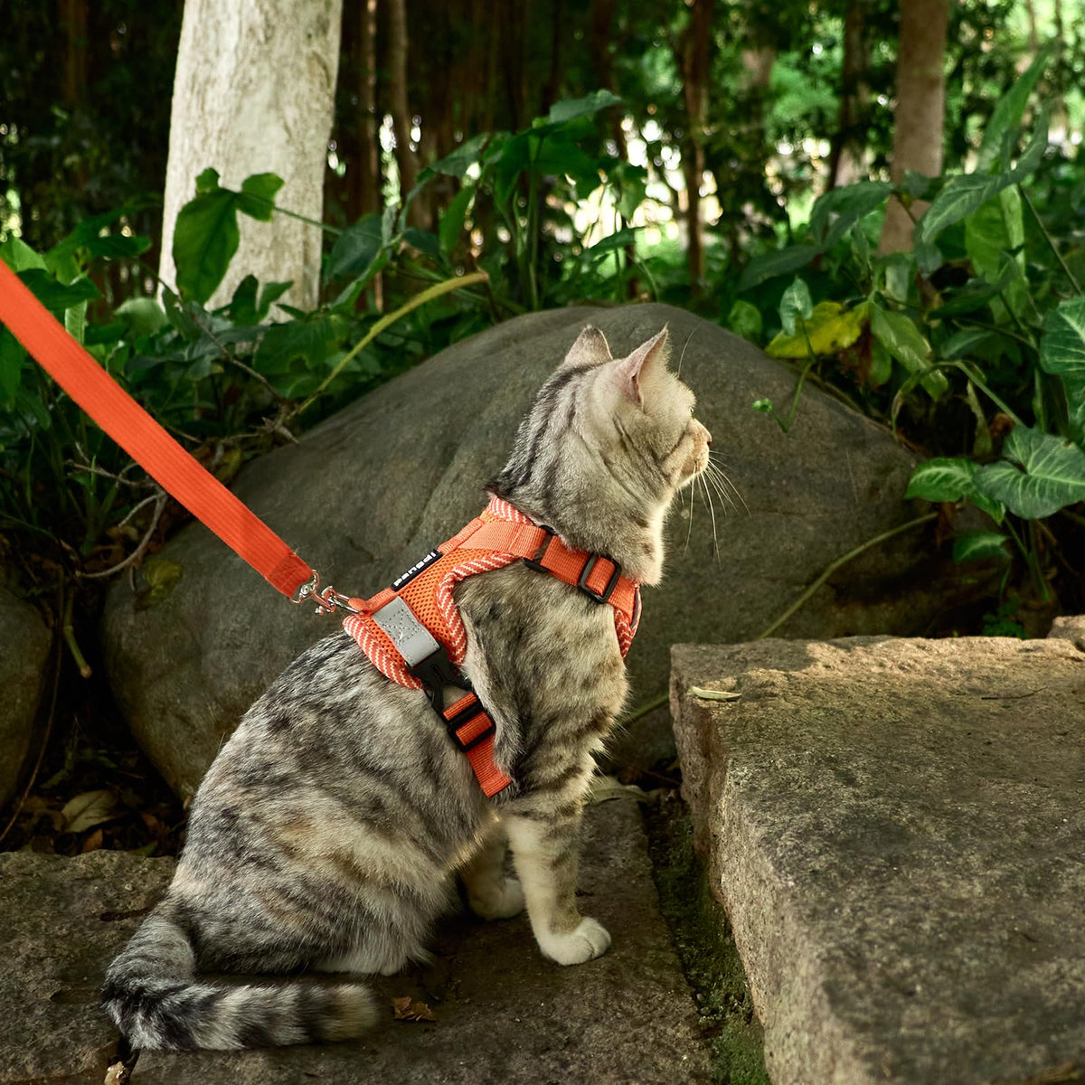 pangdi Pet Supplies in Small, Orange