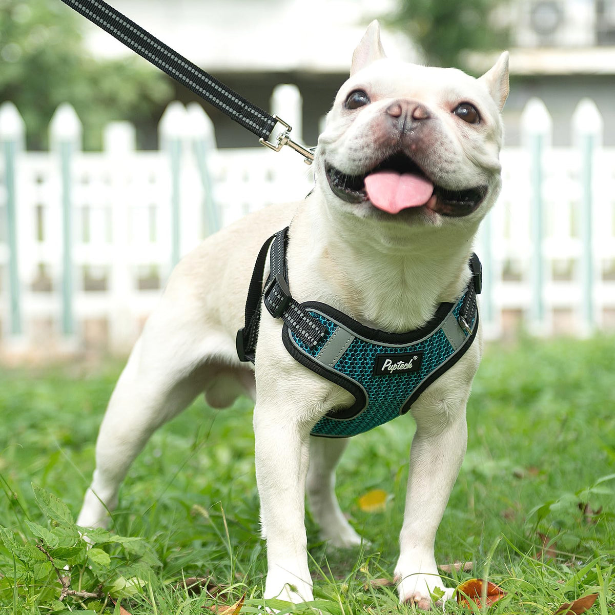 PUPTECK Animal Harness in M (17-25lbs, Chest 17"-21"), #1 Blue(Breathable Mesh)