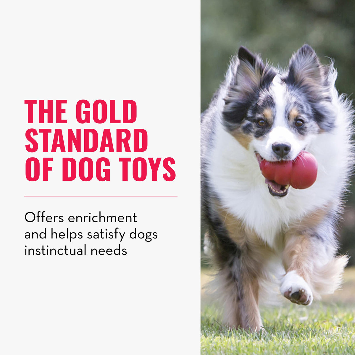 KONG Pet Toy in Small(2-Pack), Red