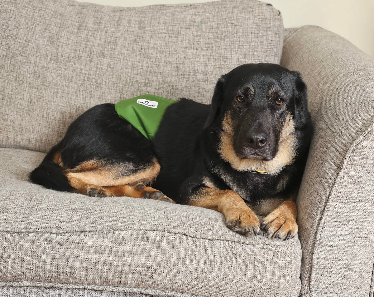 Pet Parents Animal Incontinence Protector in Large (20-25"), Gentlemen