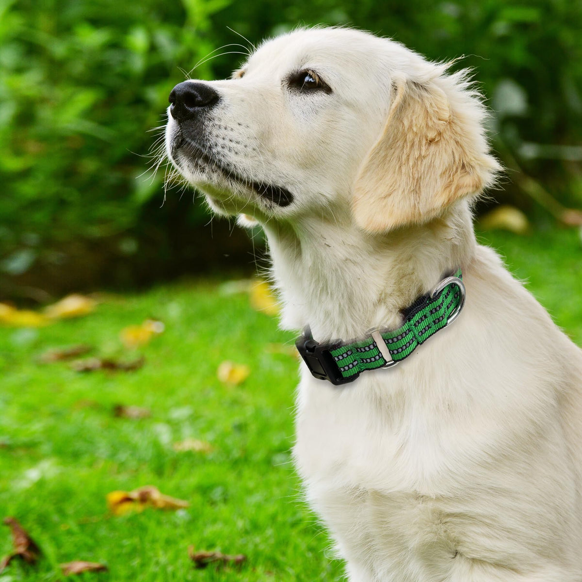 Hikiko Animal Collar in Small, Green