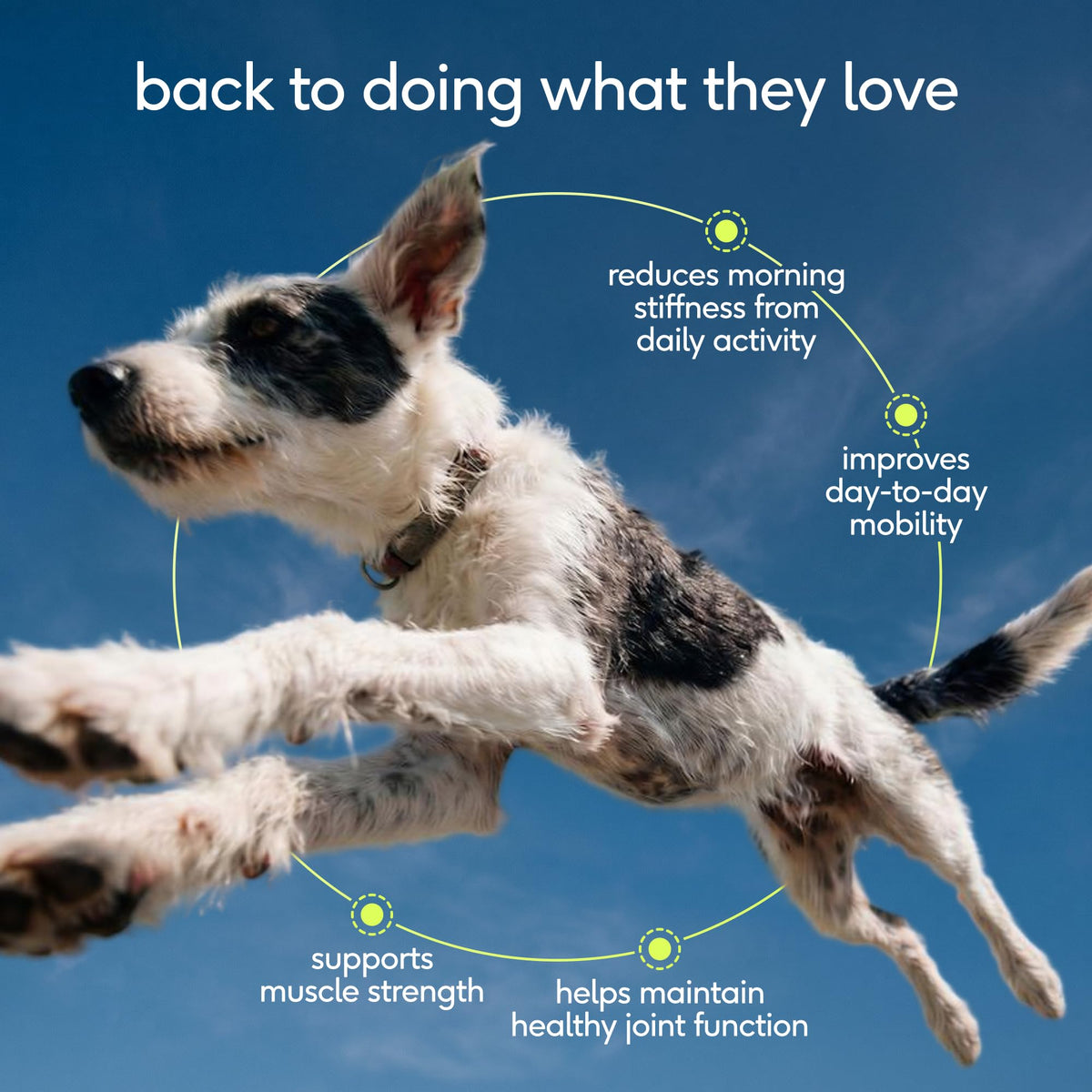 Native Pet Animal Nutritional Supplement in 30 Count, Advanced Care