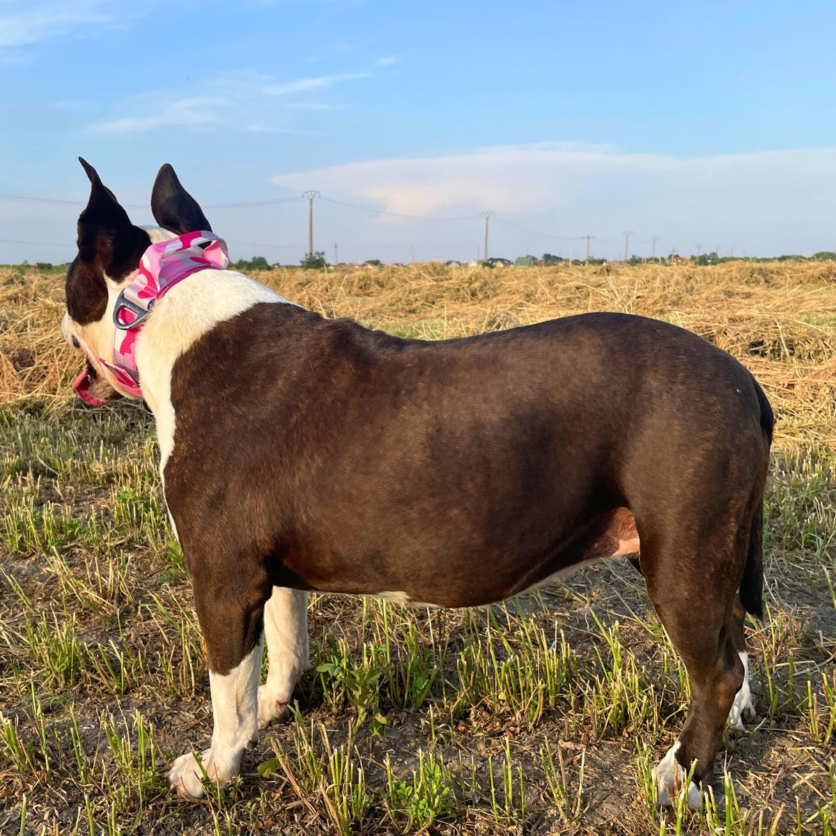 ADITYNA Animal Collar in Extra-Large: Fit 24-30" Neck, Camo Pink