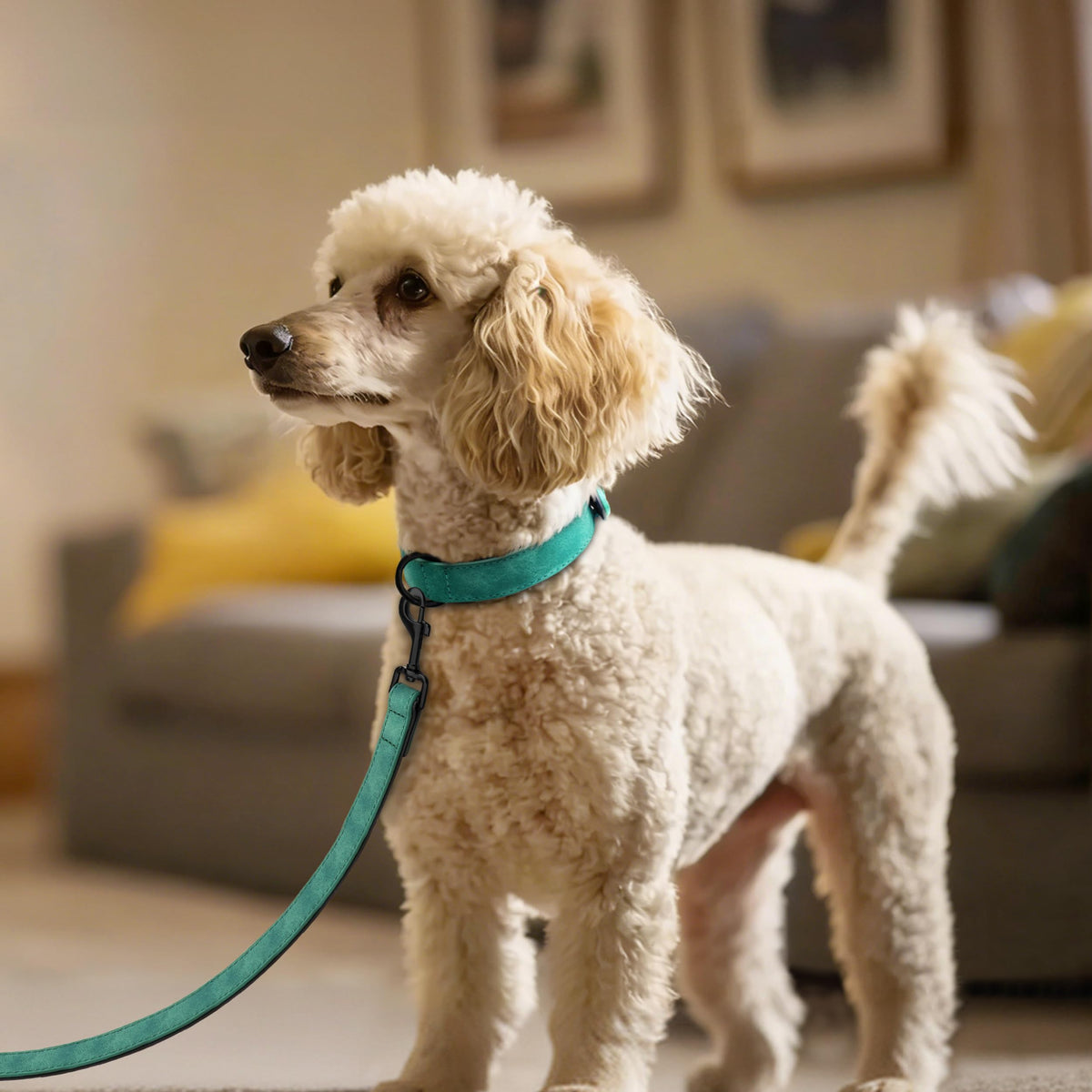 Didog Animal Collar in M: Fit Neck 11-14"(10-20 lbs), Green