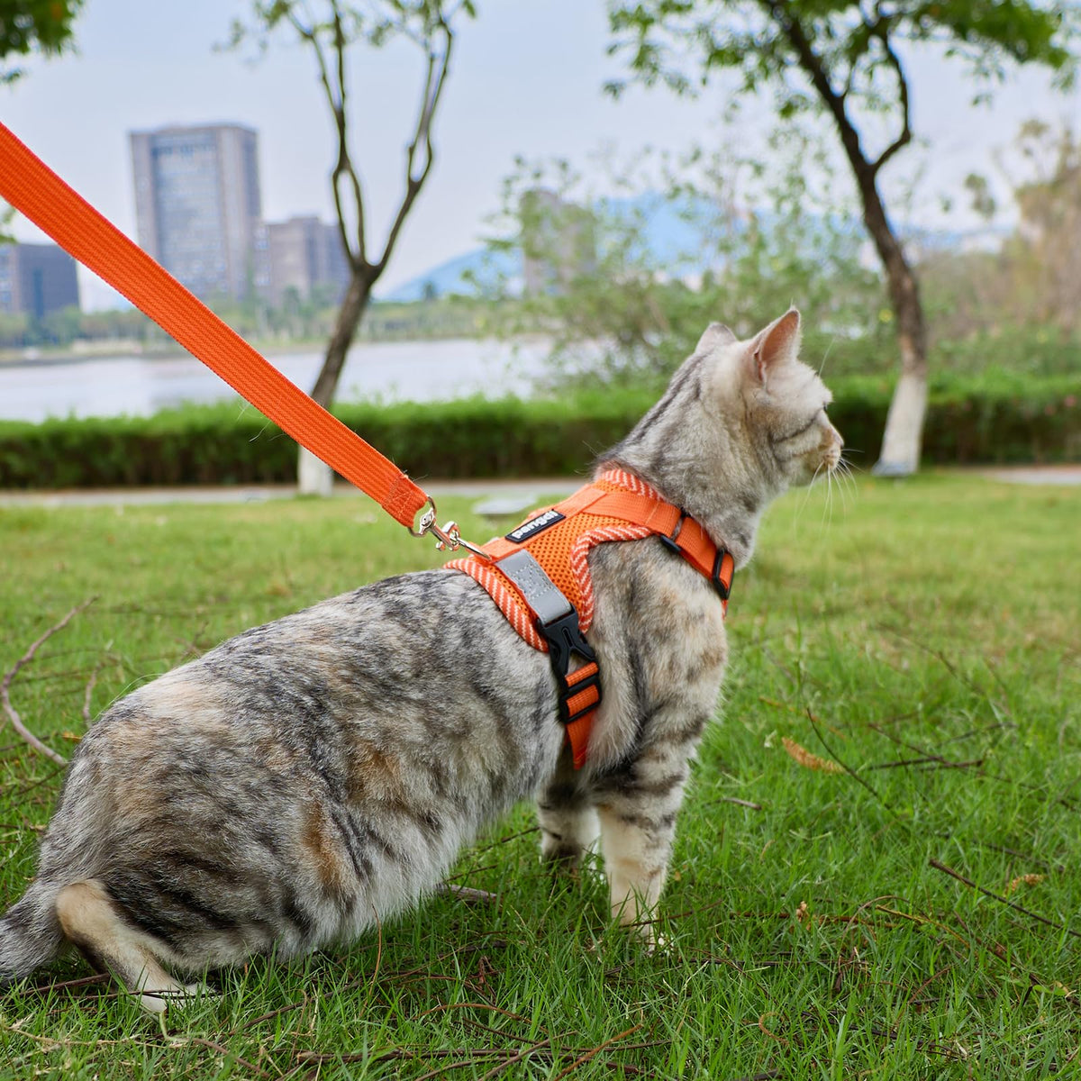 pangdi Pet Supplies in Small, Orange