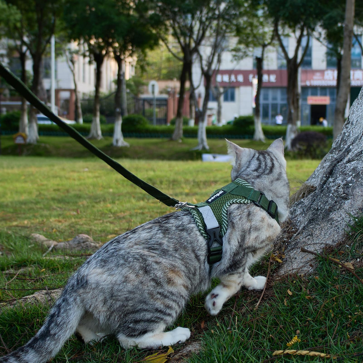 pangdi Pet Supplies in Small, Dark Green