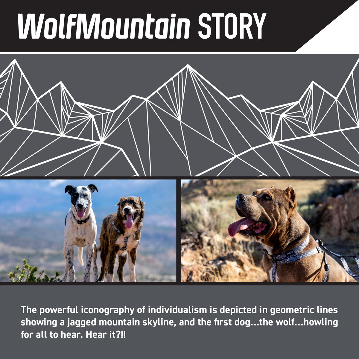 Wolfgang Man & Beast Animal Harness in Small (5/8 Inch x 12-18 Inch), WolfMountain Print