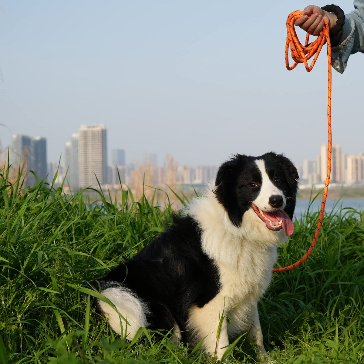 NTR Leash in 15ft*3/8", Orange