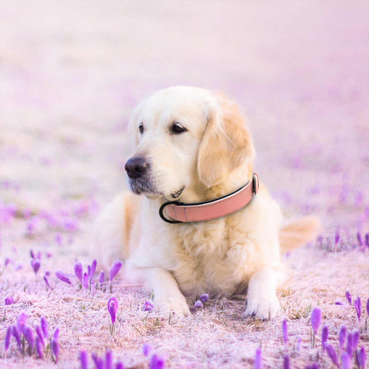 Didog Animal Collar in L: Fit Neck 14-18"(22-44 lbs), Pink