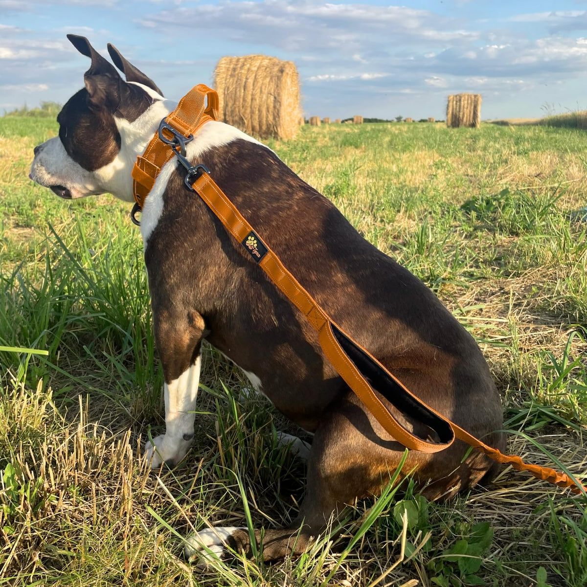 ADITYNA Leash in 6ft-7.5ft, Orange