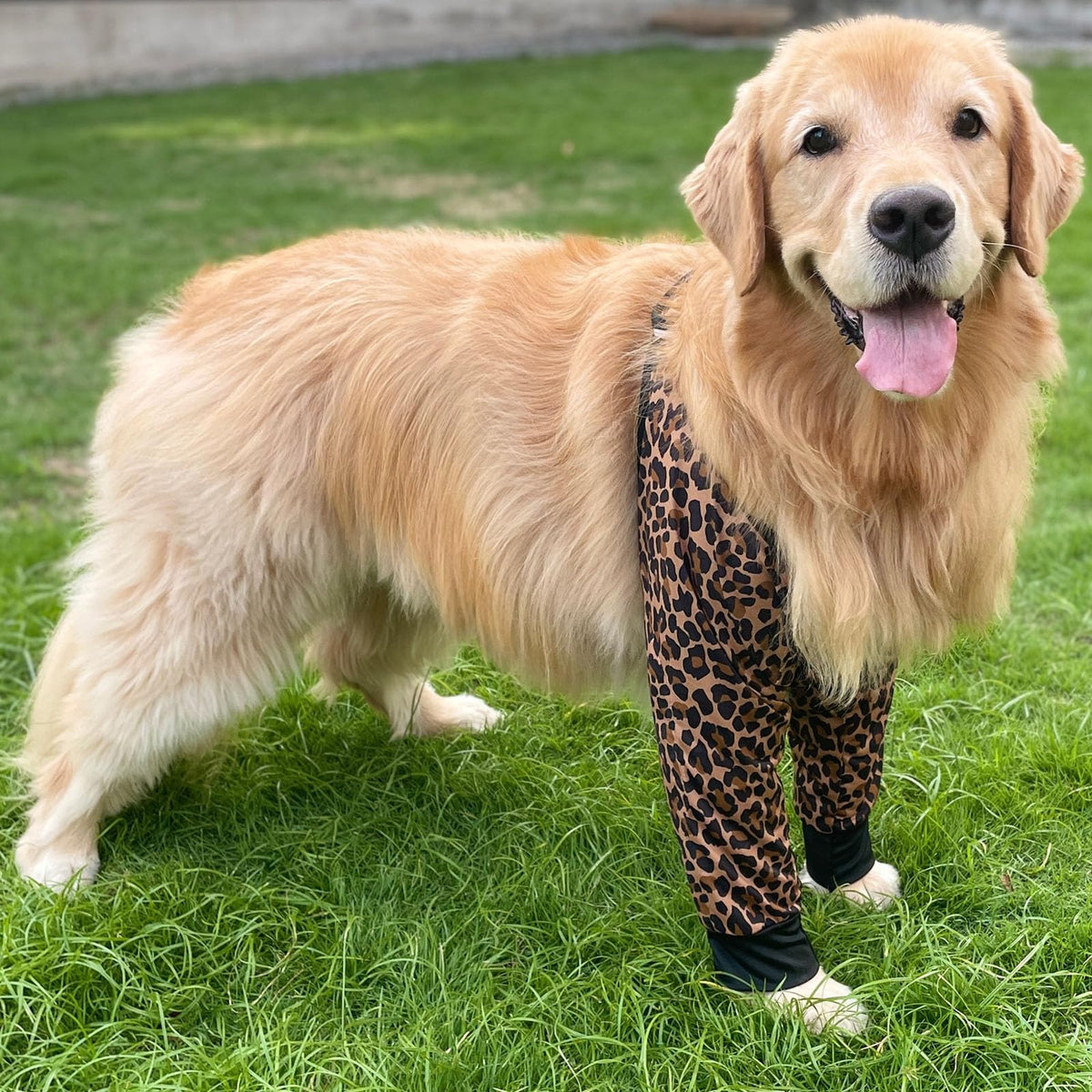 Harikaji Pet Supplies in L-Length 9'' Girth<8.2'', Brown Leopard (Pad Upgrade)