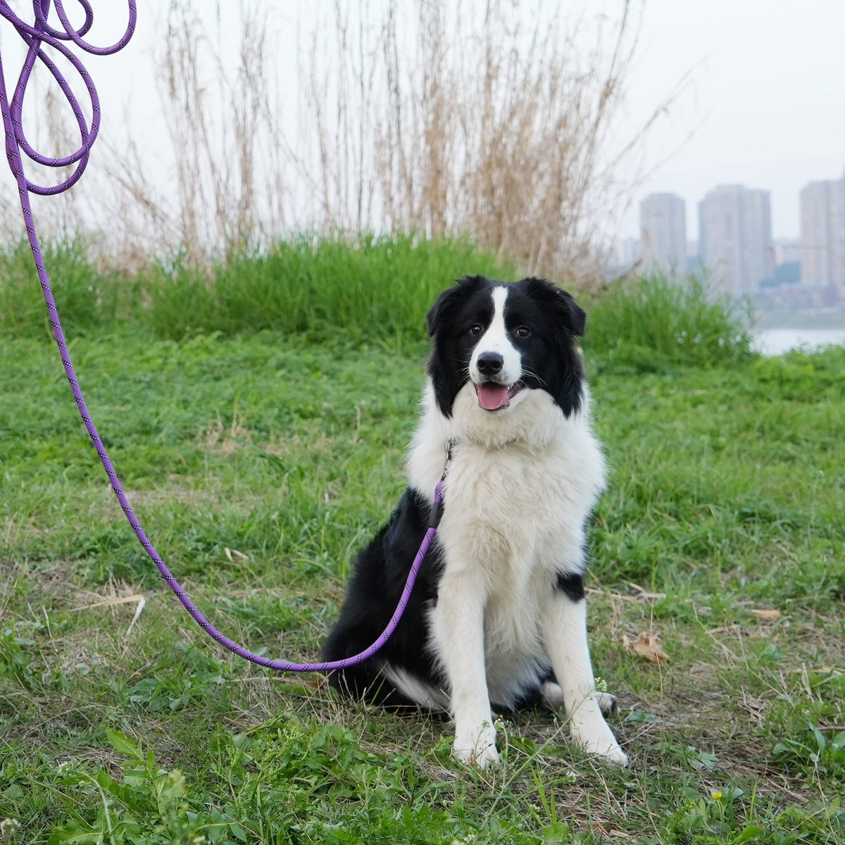 NTR Leash in 15ft*3/8", Purple