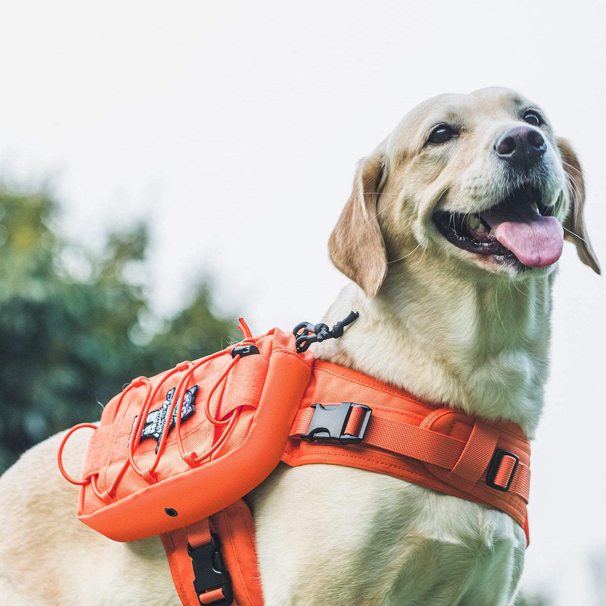 ONETIGRIS Pet Supplies in Small, Orange