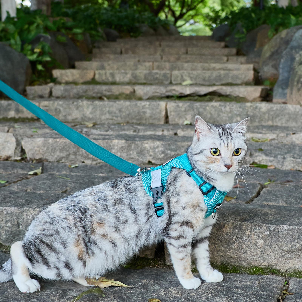 pangdi Pet Supplies in Small, Turquoise