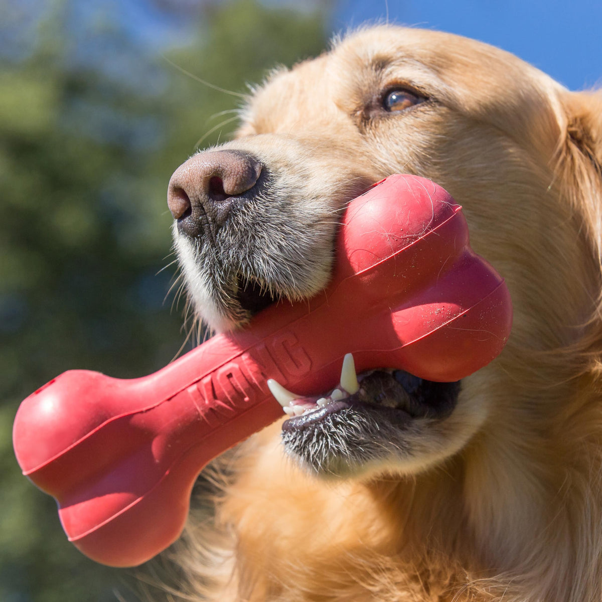 KONG Pet Toy in X Large, Red